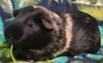 Rescue Short Haired Guinea Pigs for Adoption in Chicago Heights, Illinois - Pearl | PetCurious